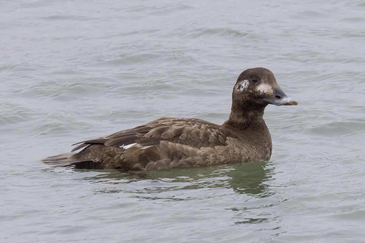 White-winged Scoter - Brian Bailey