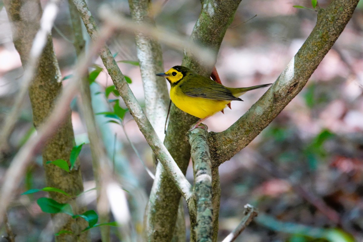 Hooded Warbler - ML616919303