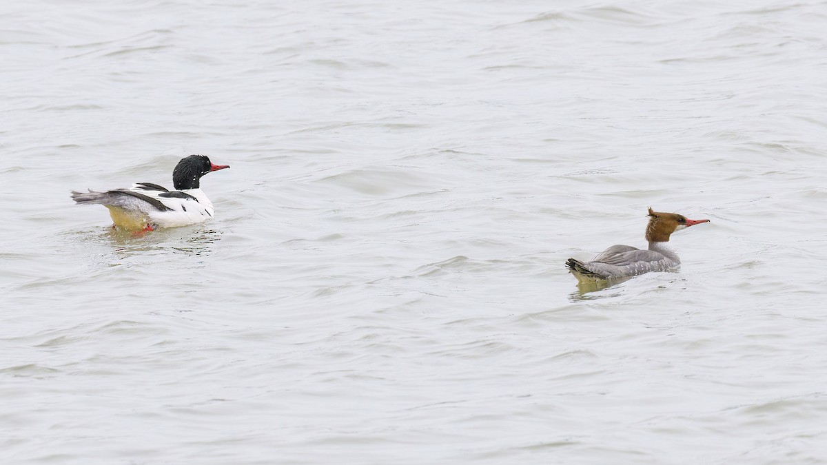 Common Merganser - Brian Bailey