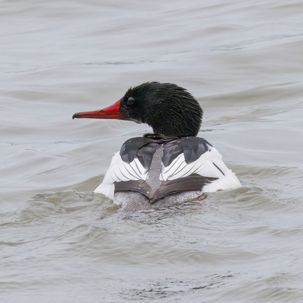 Common Merganser - Brian Bailey