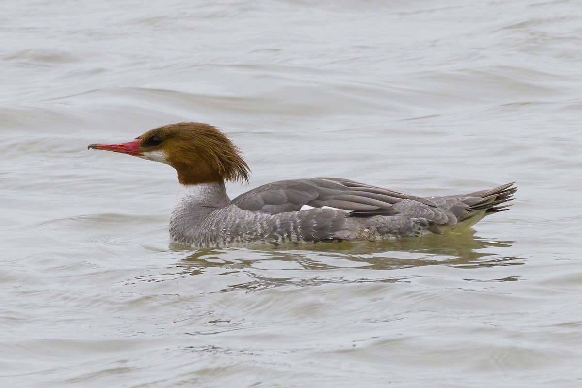 Common Merganser - Brian Bailey