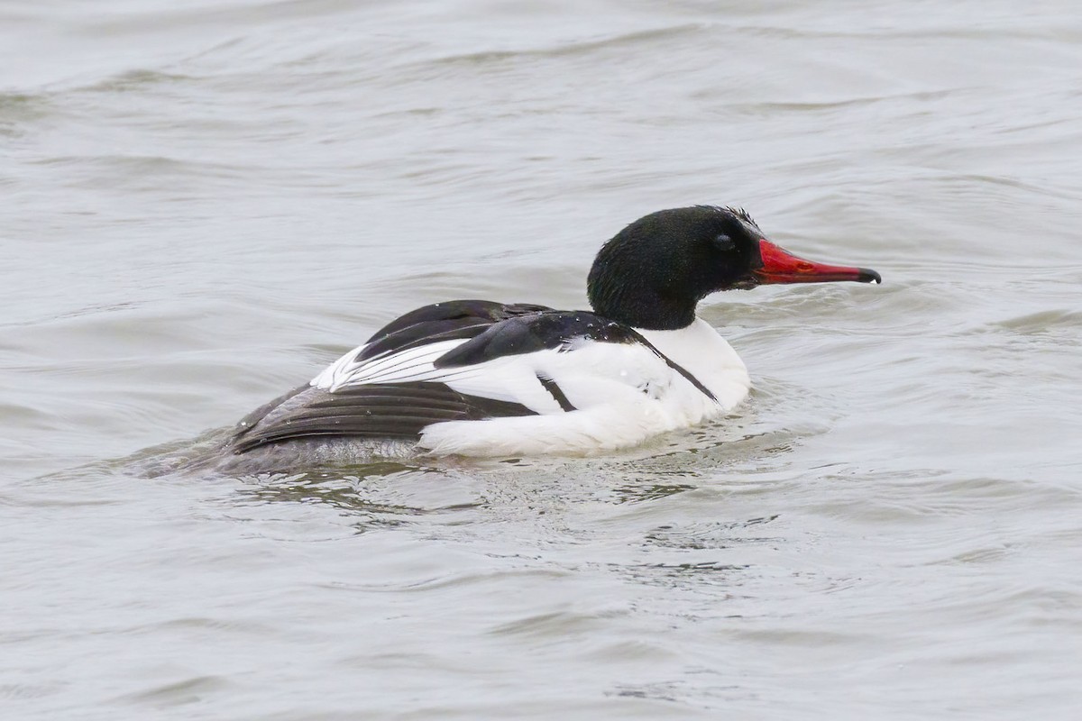 Common Merganser - Brian Bailey