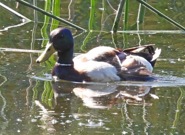 Canard colvert - ML616919313