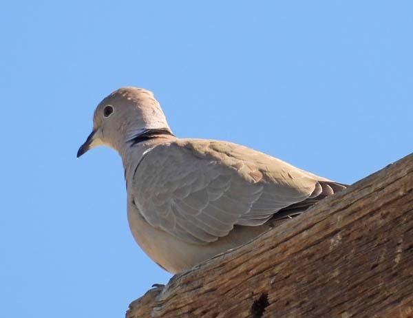 Eurasian Collared-Dove - ML616919377