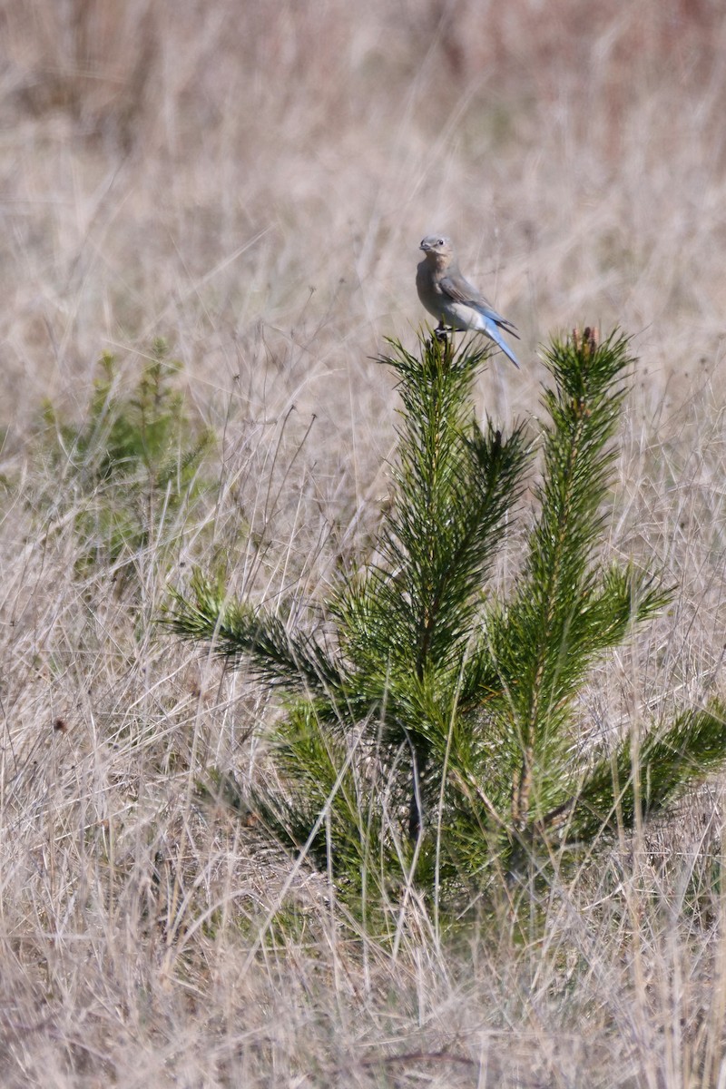 Mountain Bluebird - ML616919380