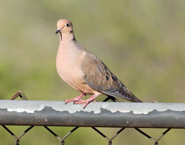 Mourning Dove - ML616919388