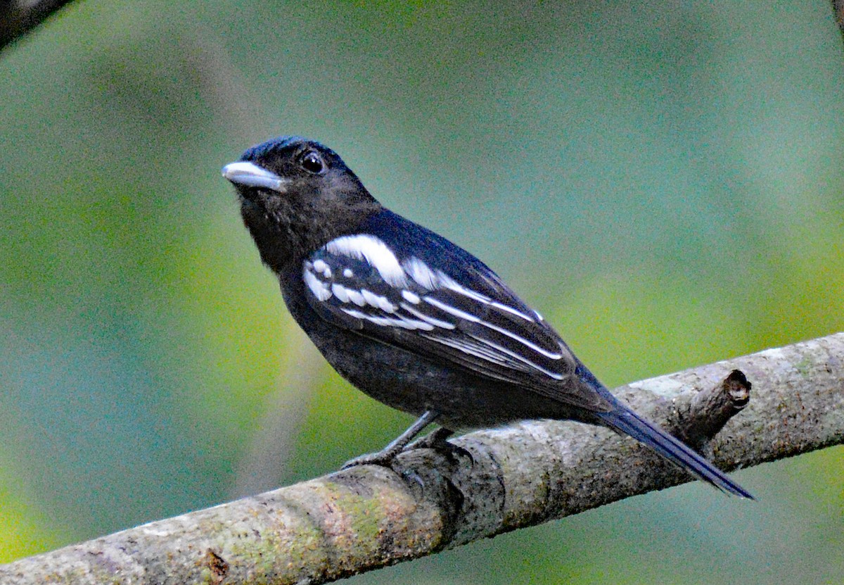 White-winged Becard - ML616919395