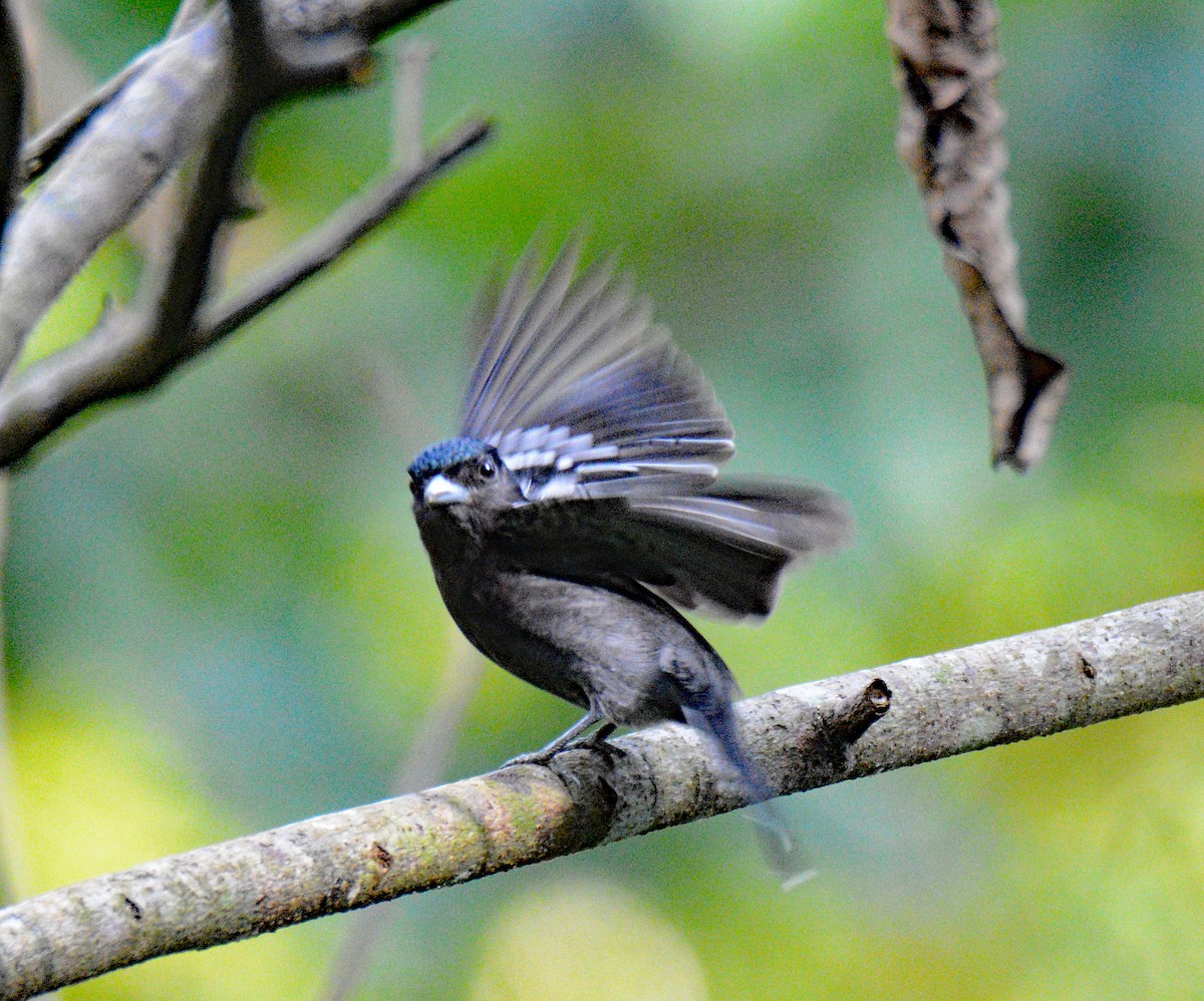 White-winged Becard - Michael J Good