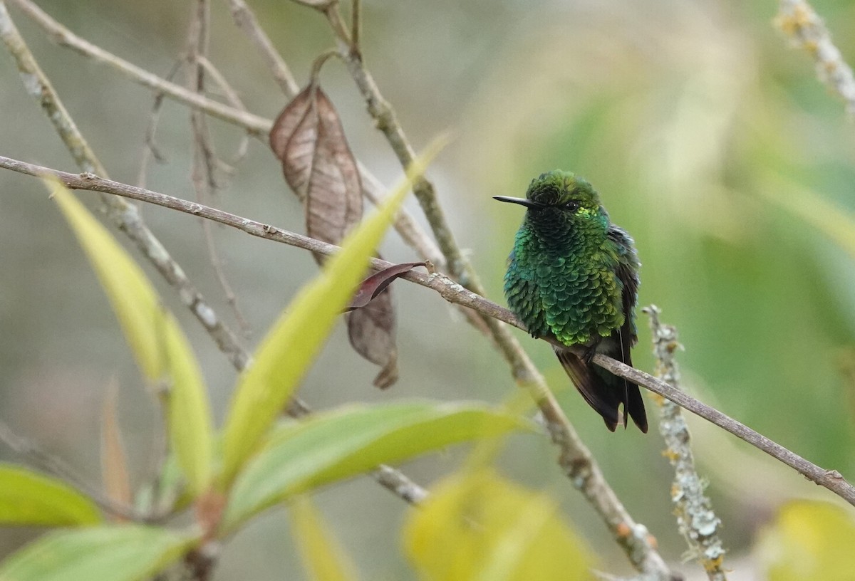 Western Emerald - ML616919421