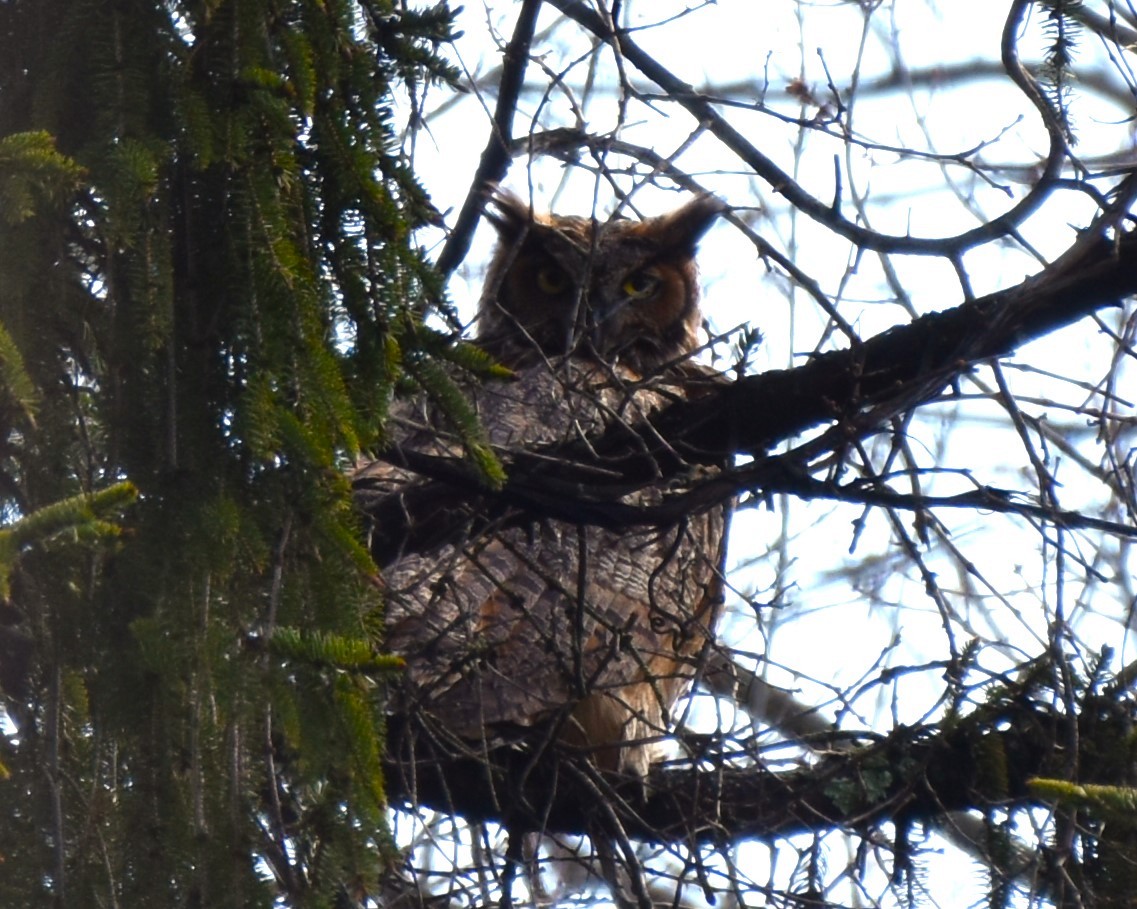 Great Horned Owl - ML616919440