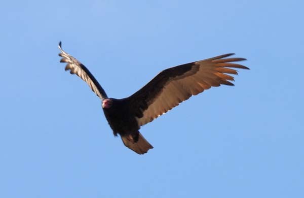 Turkey Vulture - ML616919442