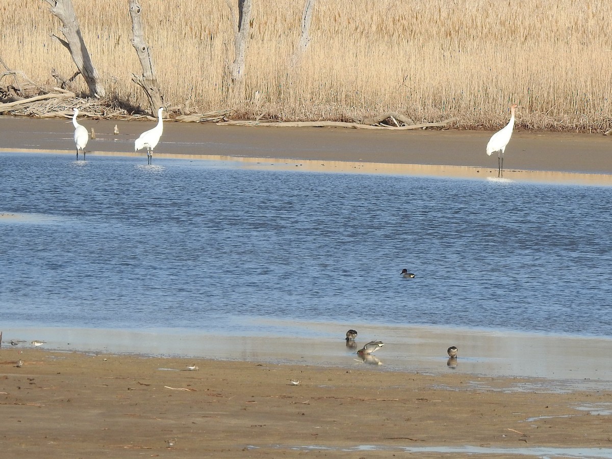 Whooping Crane - ML616919447