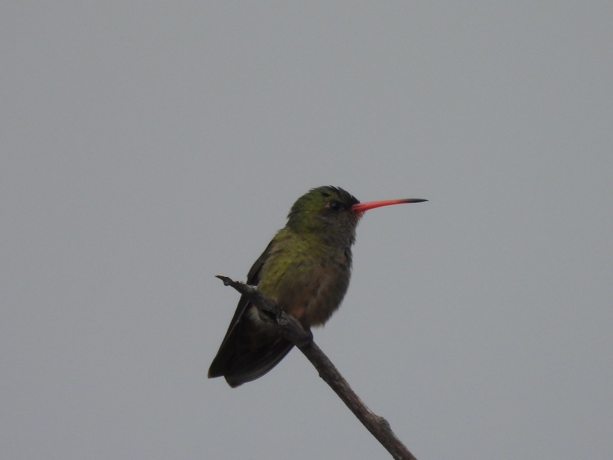Gilded Hummingbird - ML616919468