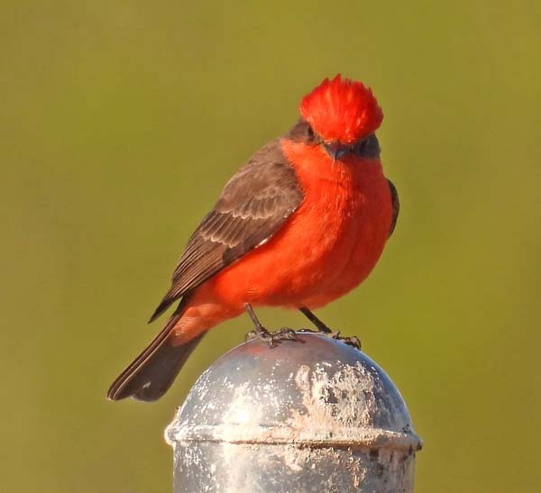 Vermilion Flycatcher - ML616919471