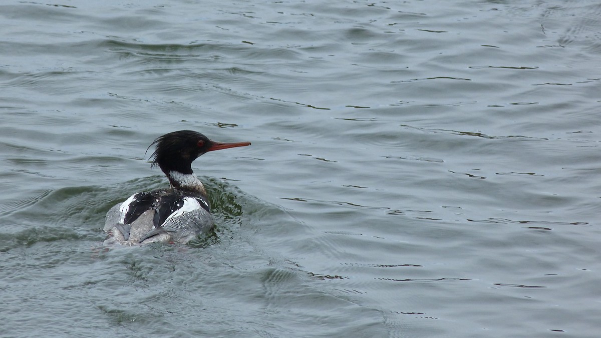 Red-breasted Merganser - ML616919483