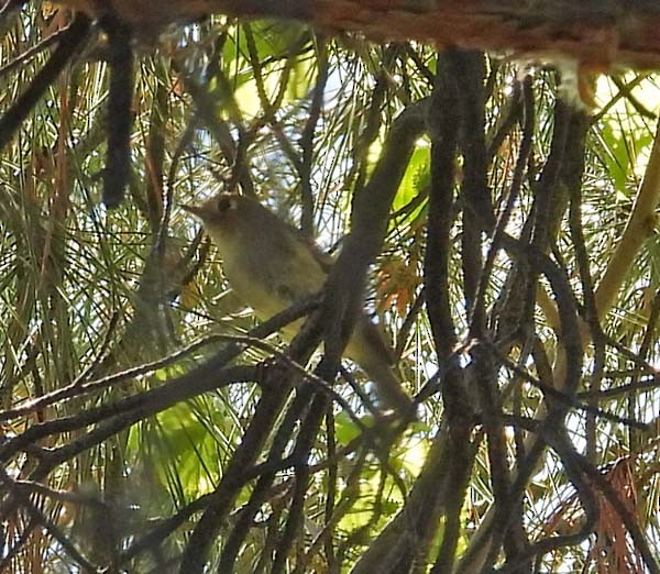 Hutton's Vireo - ML616919489