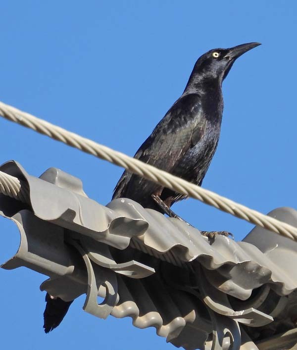 Great-tailed Grackle - ML616919506