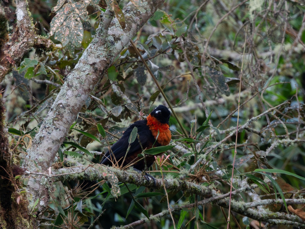 Red-ruffed Fruitcrow - ML616919602