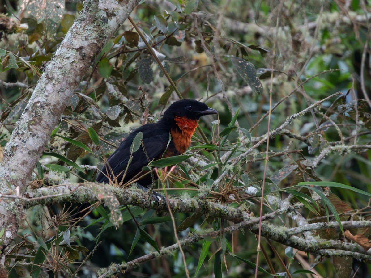 Red-ruffed Fruitcrow - ML616919603