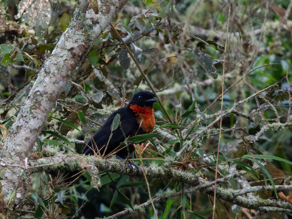 Red-ruffed Fruitcrow - ML616919605