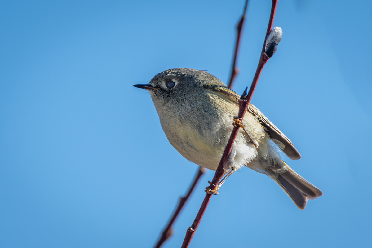 Ruby-crowned Kinglet - ML616919645