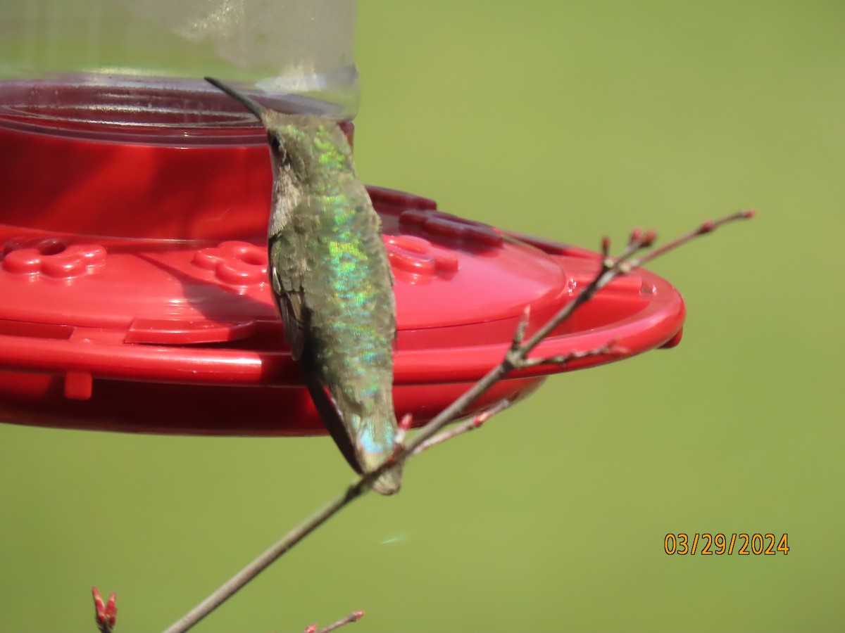 Ruby-throated Hummingbird - ML616919663