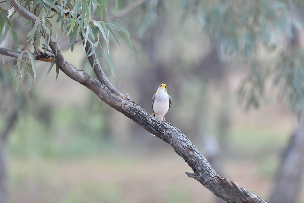 Yellow-throated Miner - ML616919682