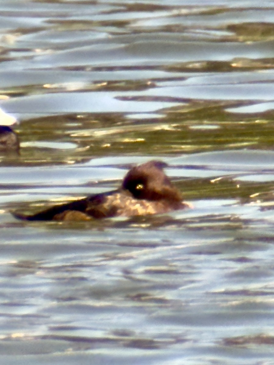 Tufted Duck - ML616919700