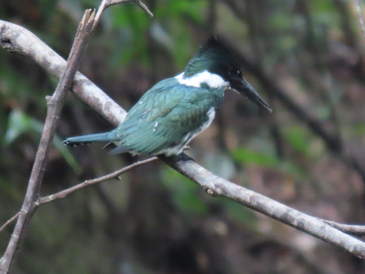 Martin-pêcheur d'Amazonie - ML616919703