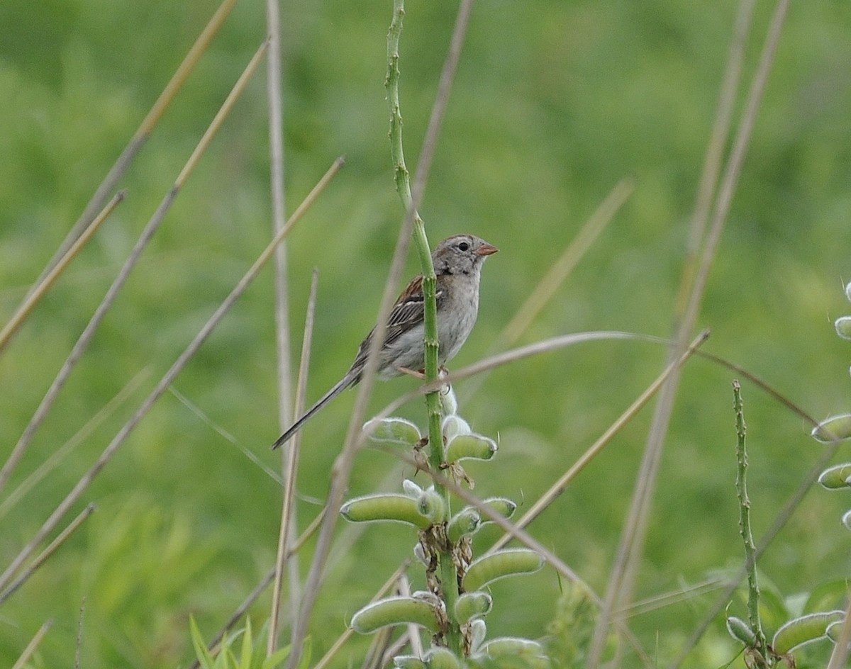 Field Sparrow - ML61691971