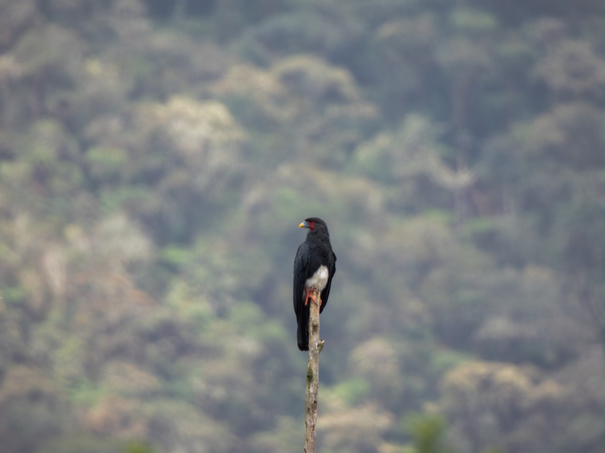 Red-throated Caracara - ML616919743