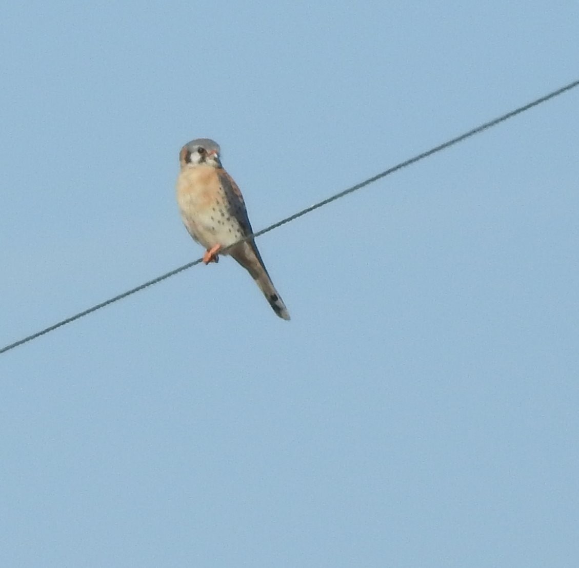 American Kestrel - ML616919761