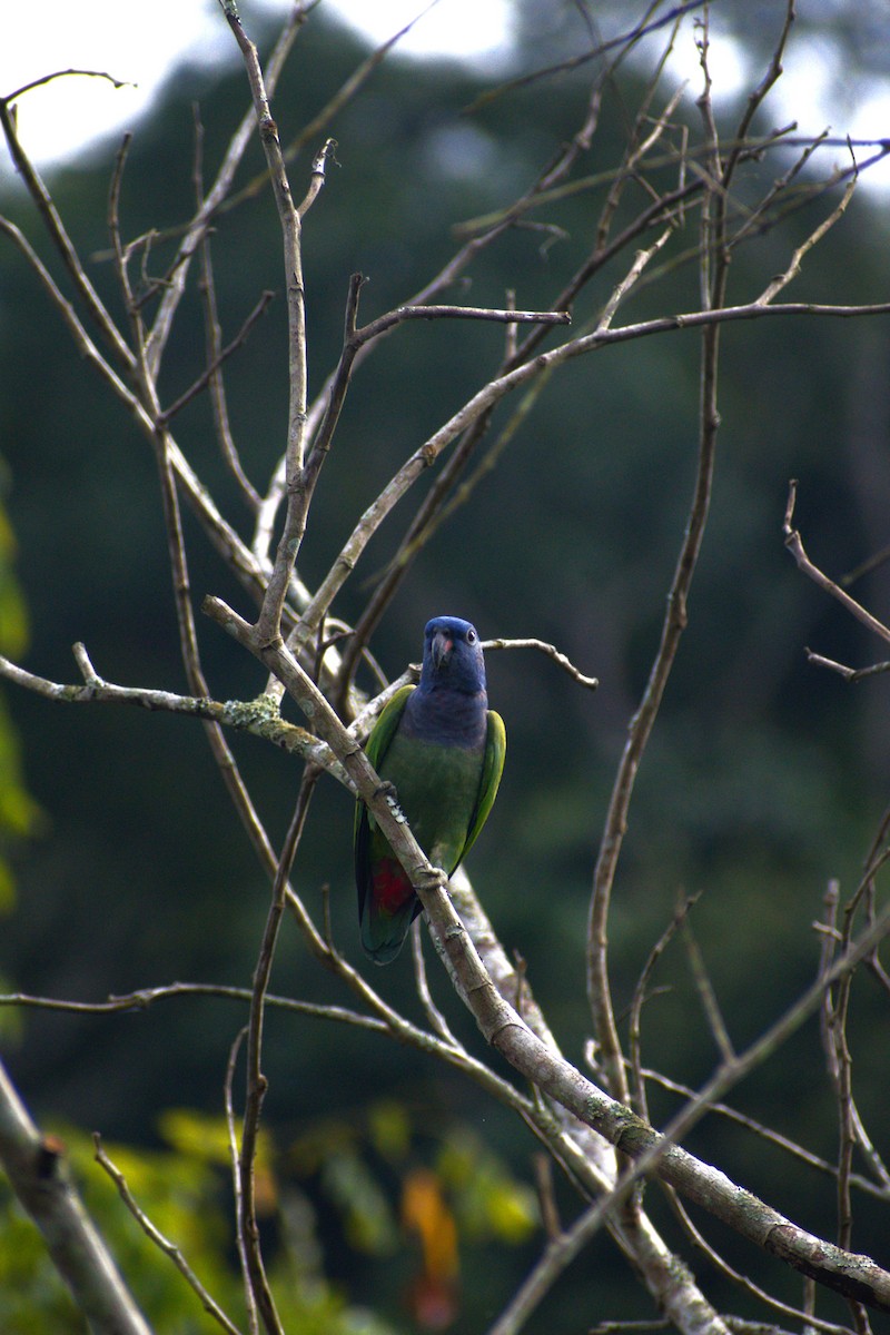 Blue-headed Parrot - ML616919767