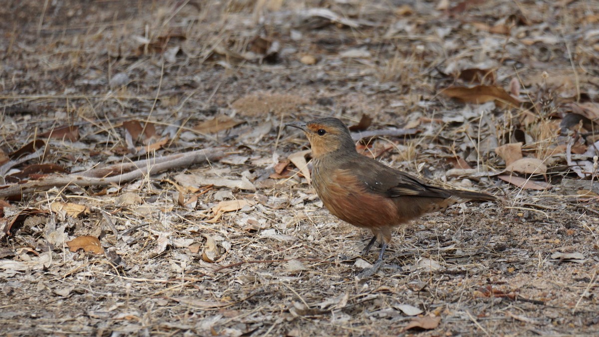 Rufous Treecreeper - ML616919843