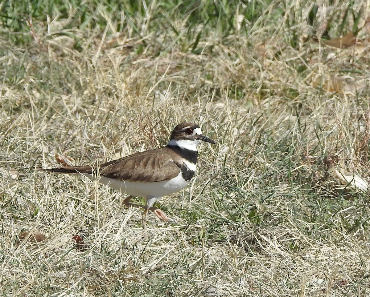 Killdeer - Carol Morgan