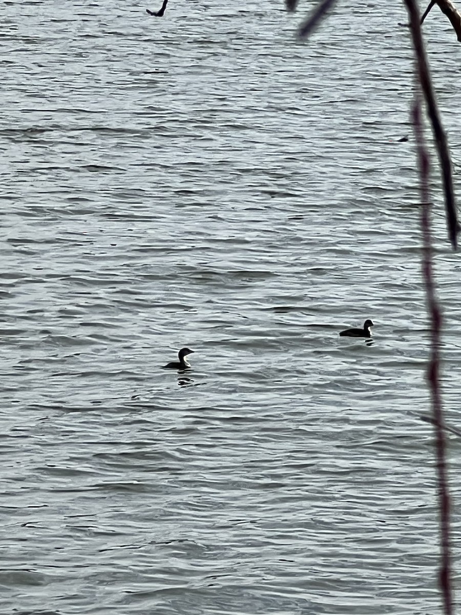 Pied-billed Grebe - ML616919874