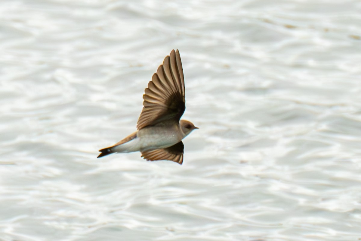 Northern Rough-winged Swallow - Frank Severson