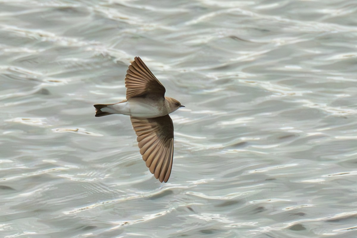 Northern Rough-winged Swallow - Frank Severson