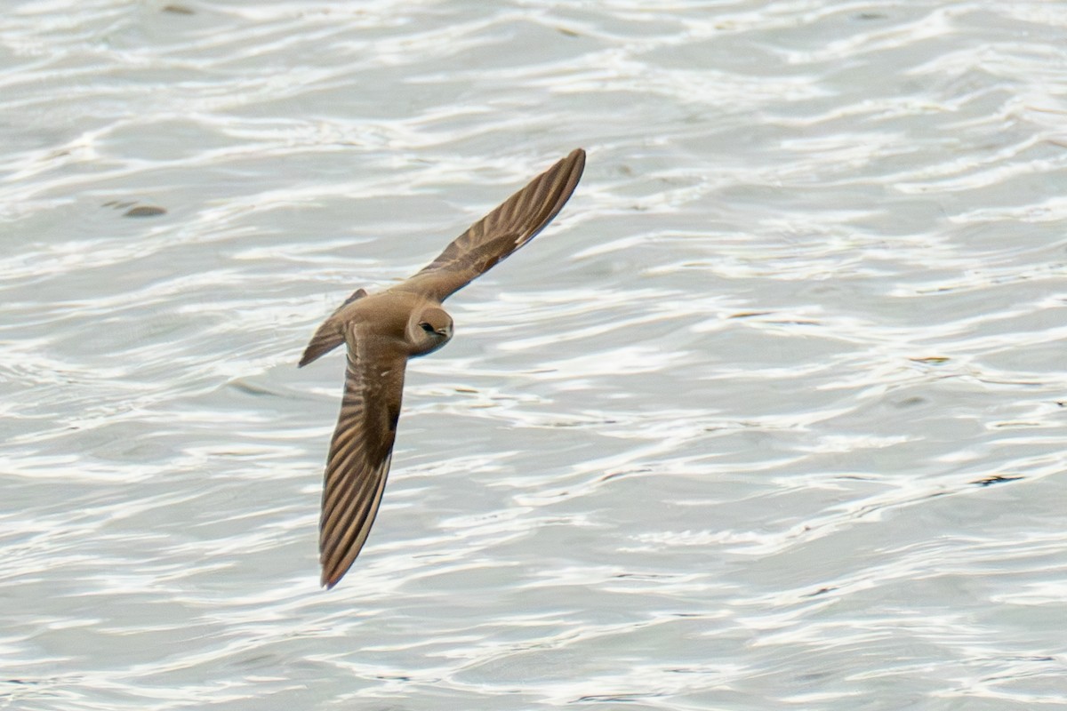 Northern Rough-winged Swallow - Frank Severson