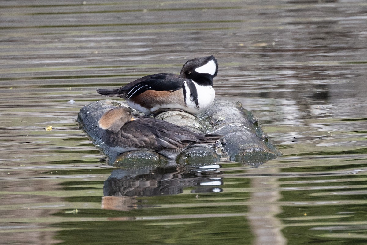 Hooded Merganser - ML616919936