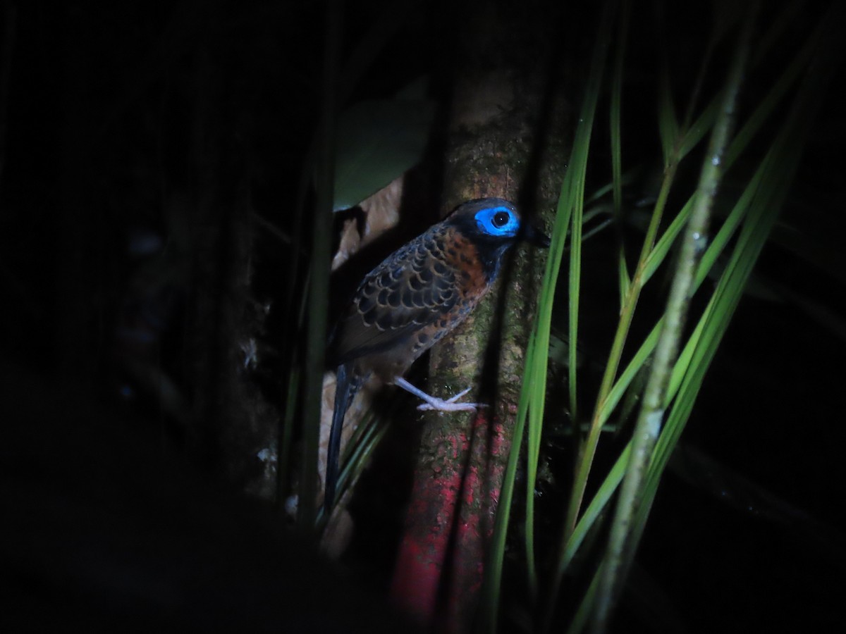 Ocellated Antbird - Aarzu Maknojia