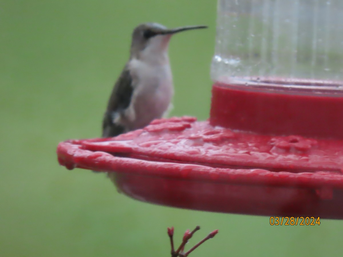 Ruby-throated Hummingbird - ML616919951