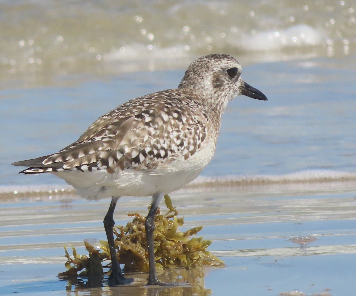 Black-bellied Plover - ML616920006