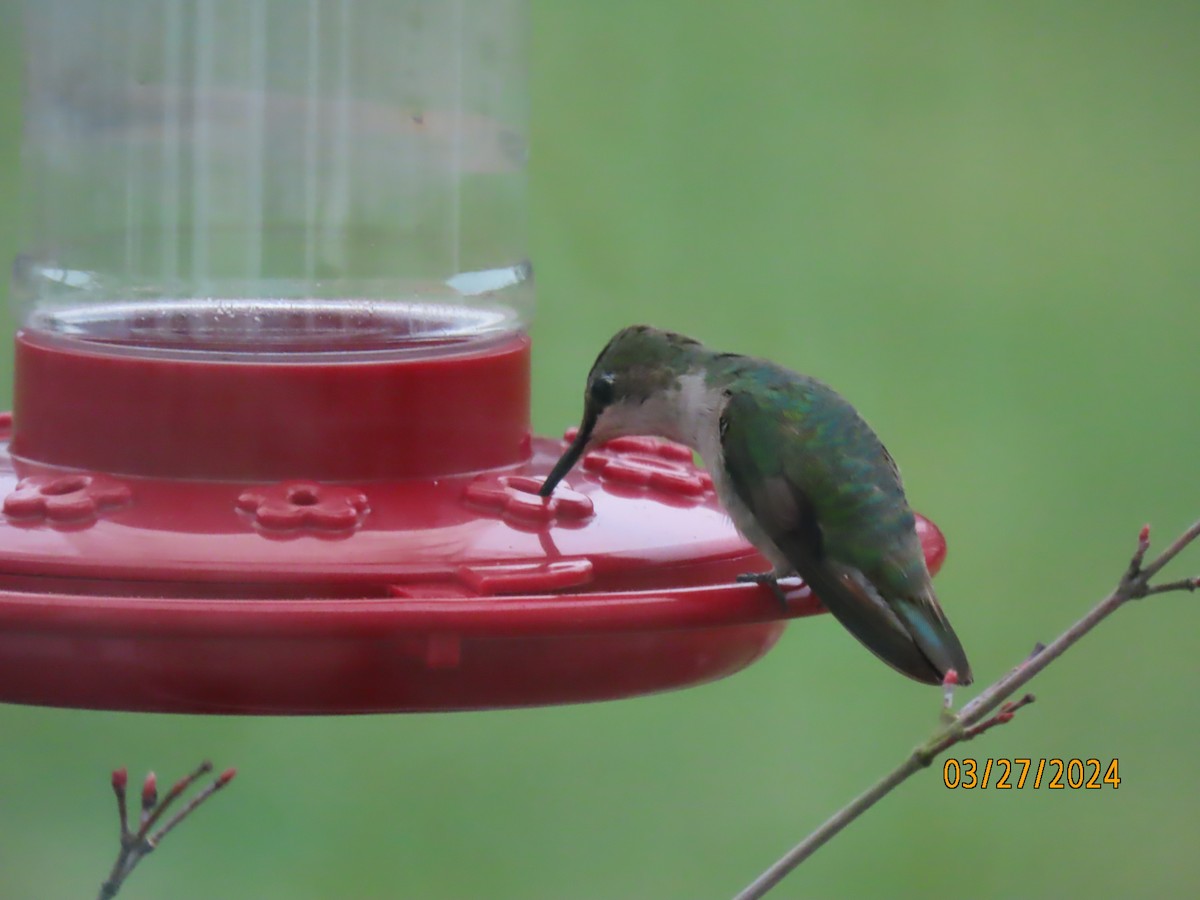 Ruby-throated Hummingbird - ML616920054