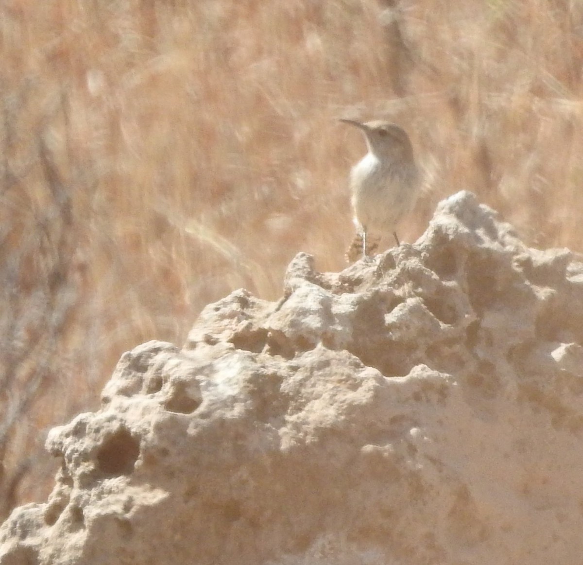 Rock Wren - ML616920064