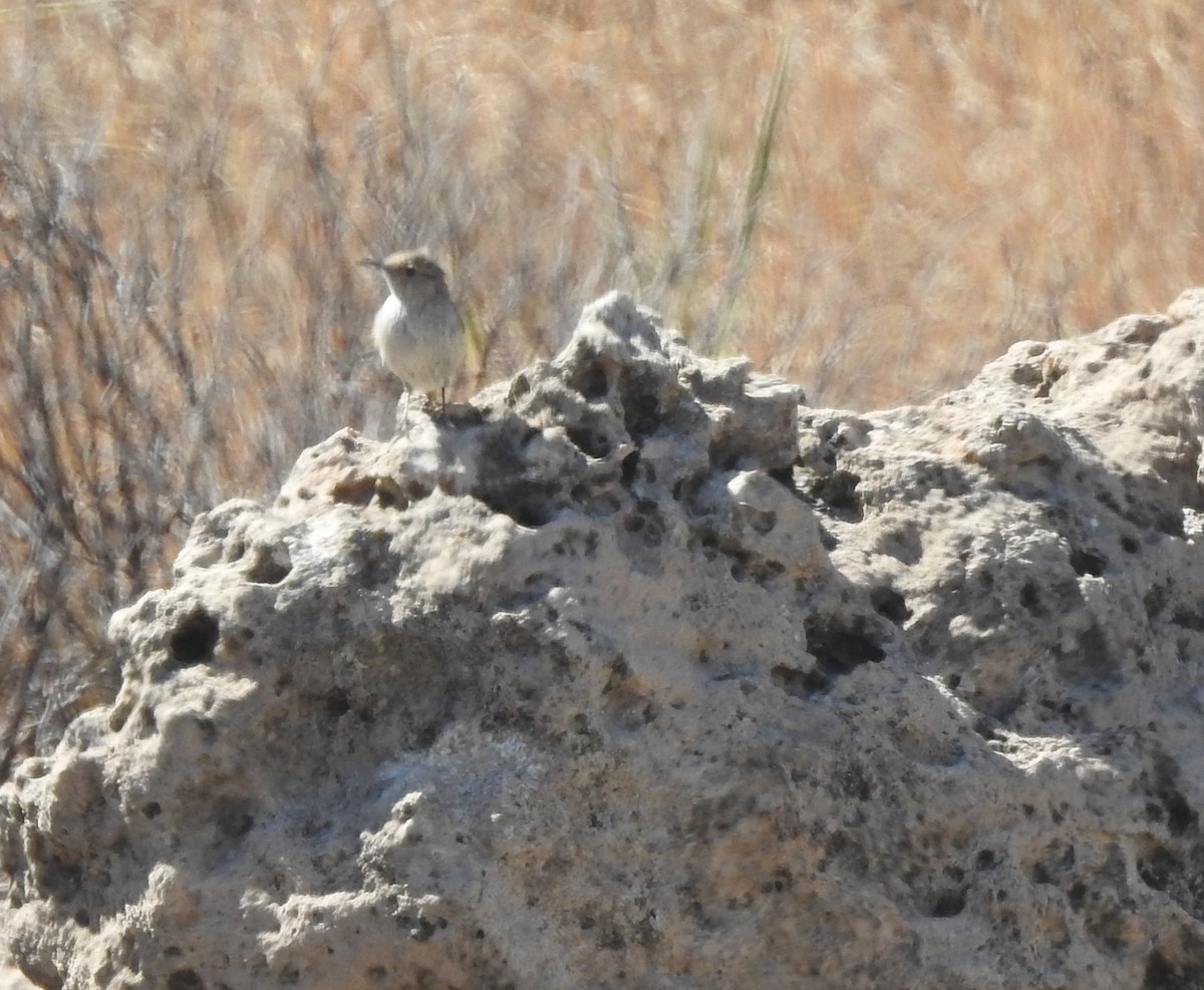 Rock Wren - Carol Morgan