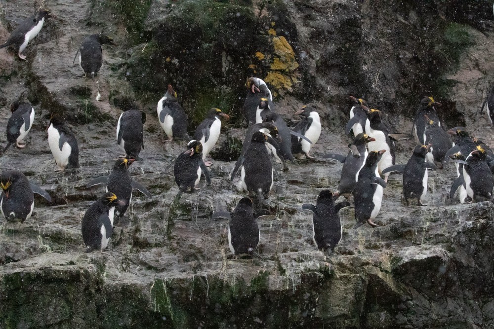 Златохохлый пингвин - ML616920092