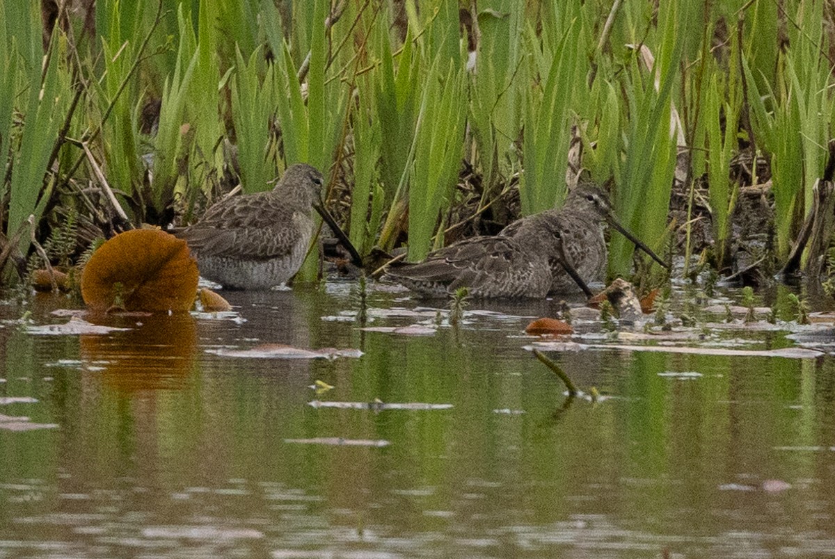 Long-billed Dowitcher - ML616920093