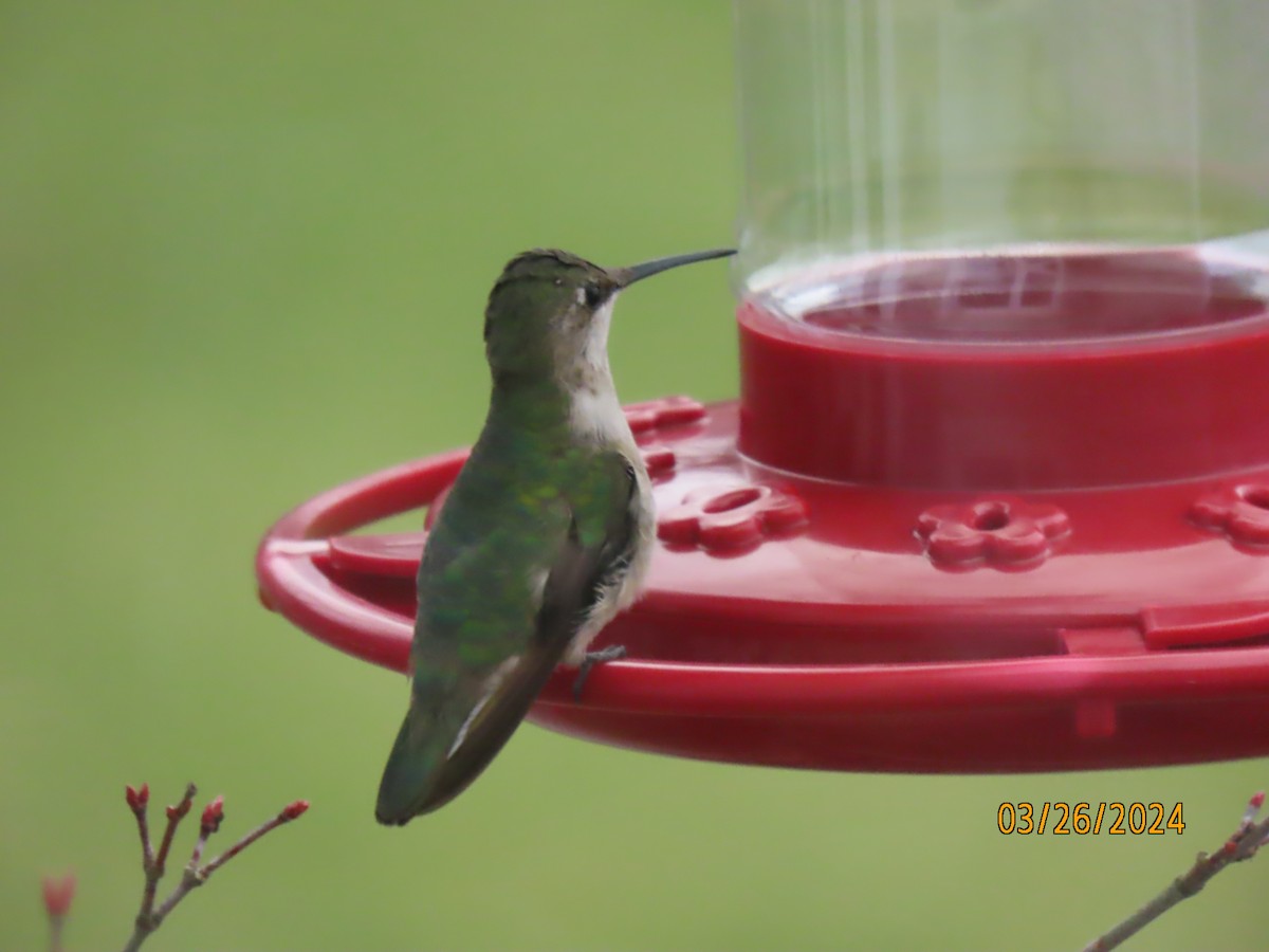 Ruby-throated Hummingbird - ML616920111