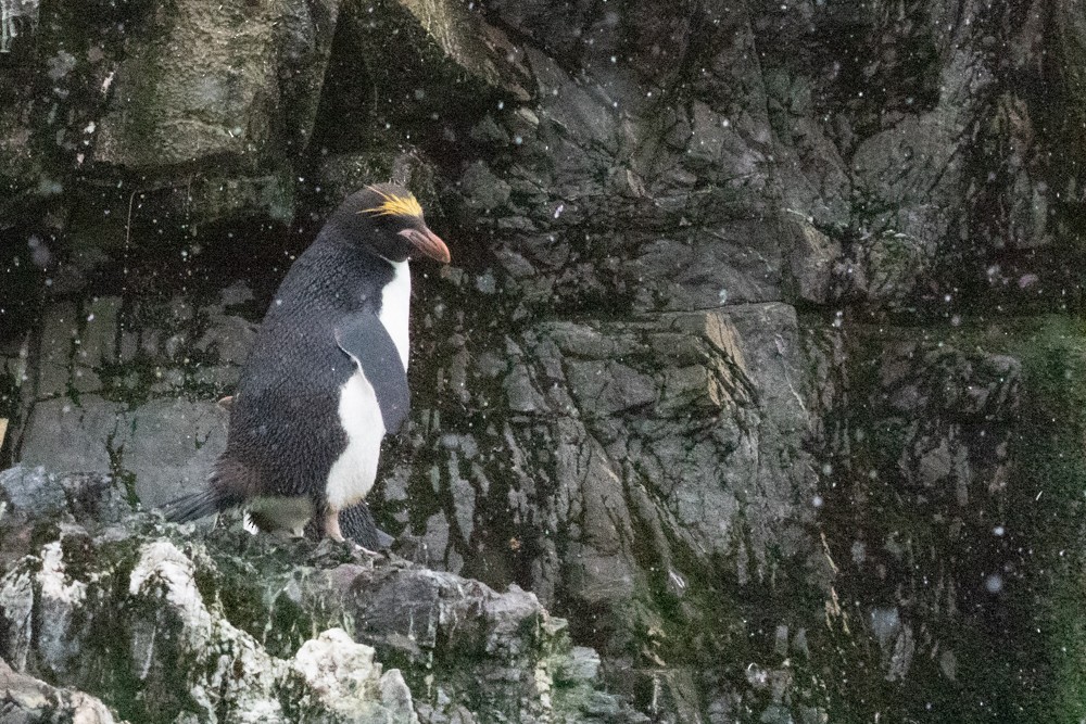 Златохохлый пингвин - ML616920112
